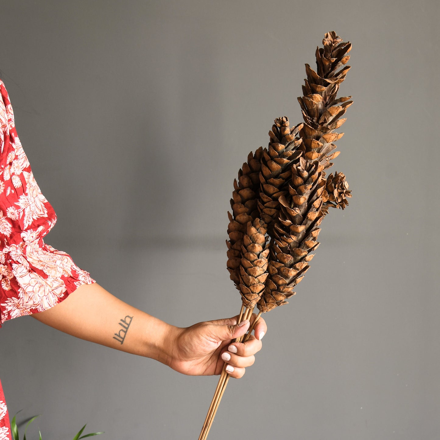 Dried Pine Cones | Four Strands